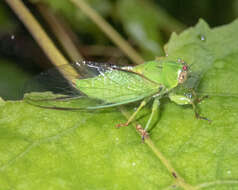 Image of April green cicada