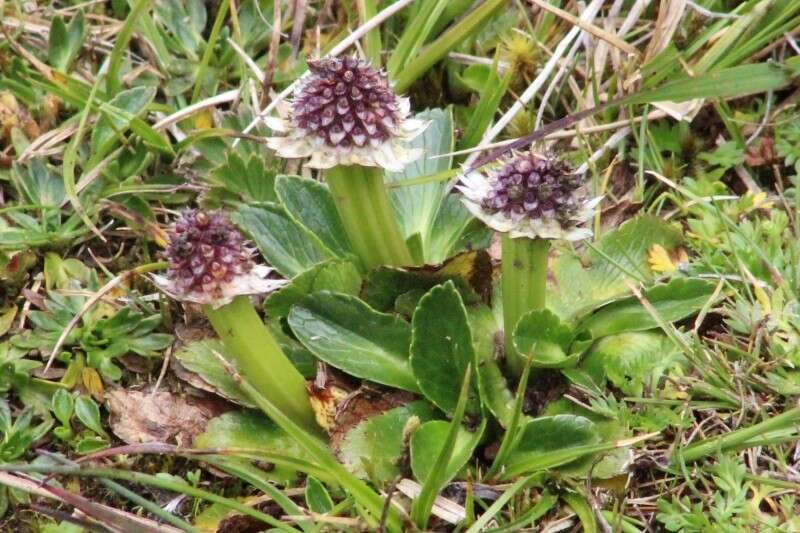 Image of Eryngium humile Cav.