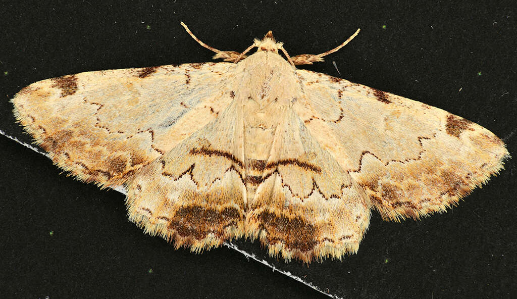 Image of Sandava xylistis Swinhoe 1900