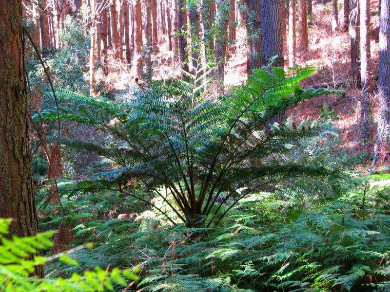 Image of Lacy Tree Fern