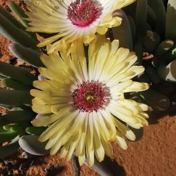 Image of Cephalophyllum tricolorum (Haw.) N. E. Br.