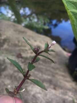 Слика од Gratiola virginiana L.