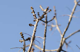 Image of Fraxinus angustifolia subsp. angustifolia