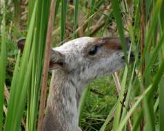 Image of Bulrush