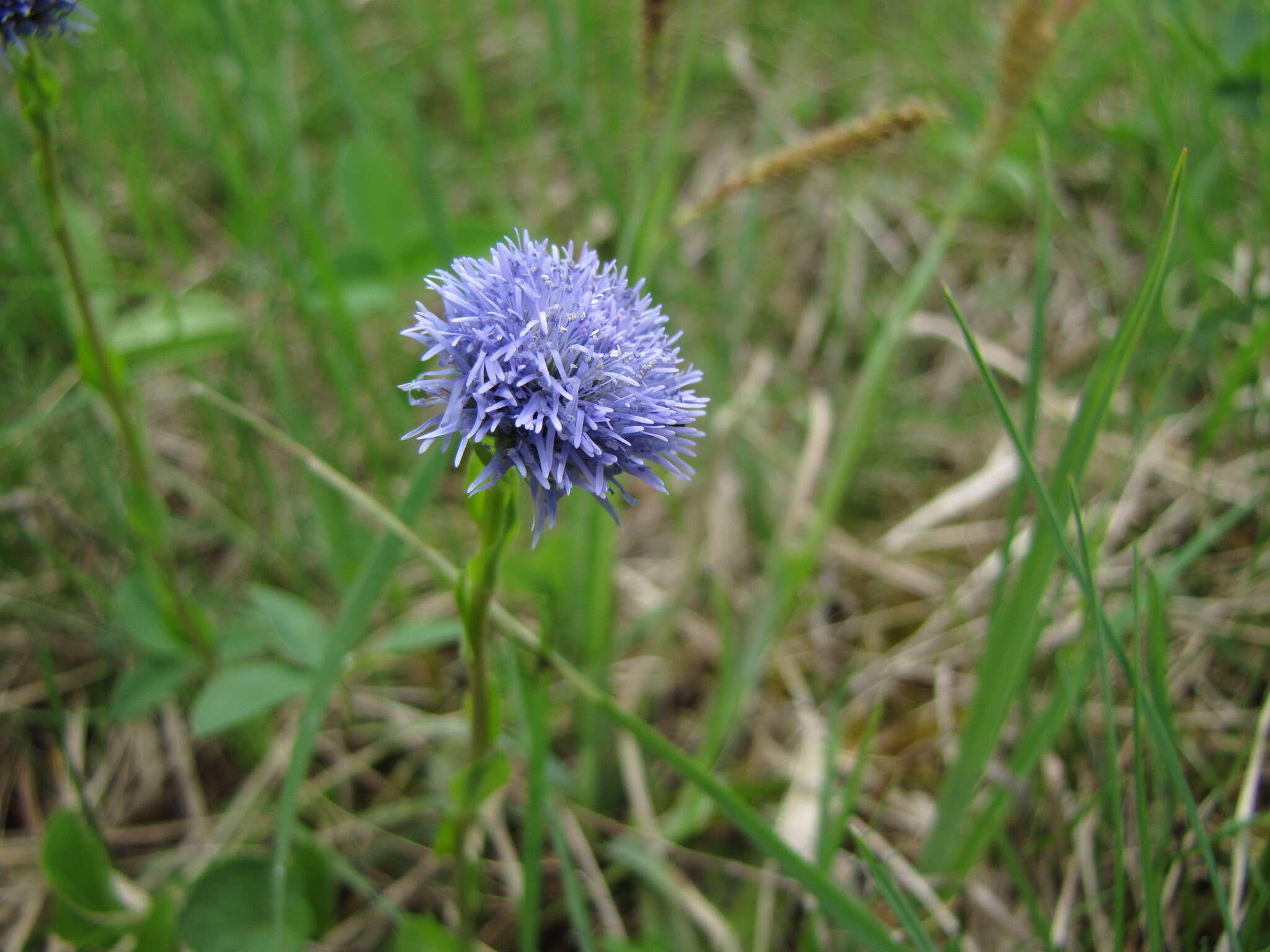 Image of Globularia bisnagarica L.