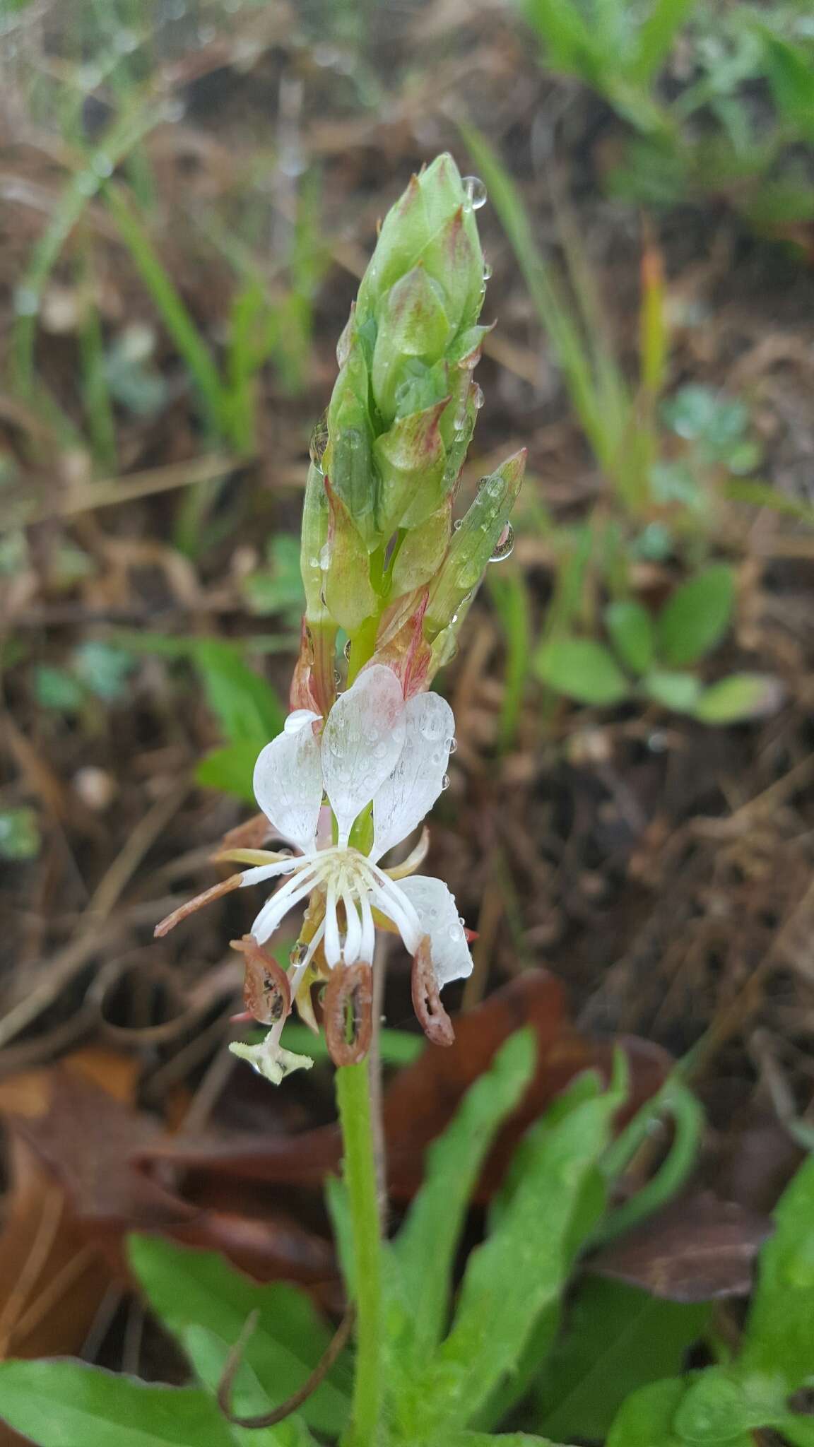 Oenothera suffulta (Engelm.) W. L. Wagner & Hoch resmi