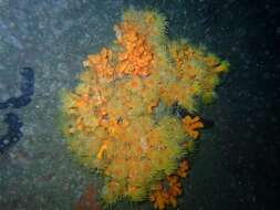 Image of yellow tree coral