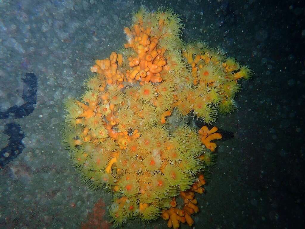 Image of yellow tree coral