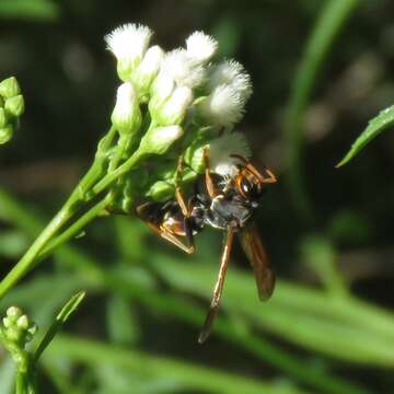 Слика од Polistes billardieri Fabricius 1804