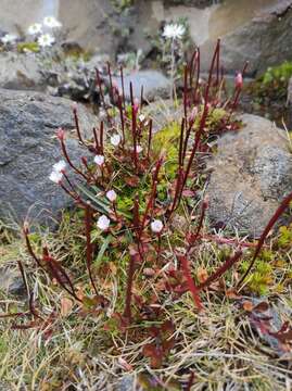 Image of Epilobium alsinoides subsp. alsinoides