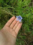 Image of Bearded Bellflower