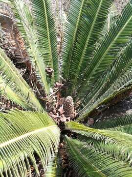 Image of Cycad