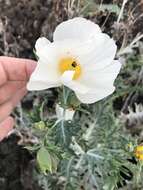 Image of Hawaiian prickly poppy