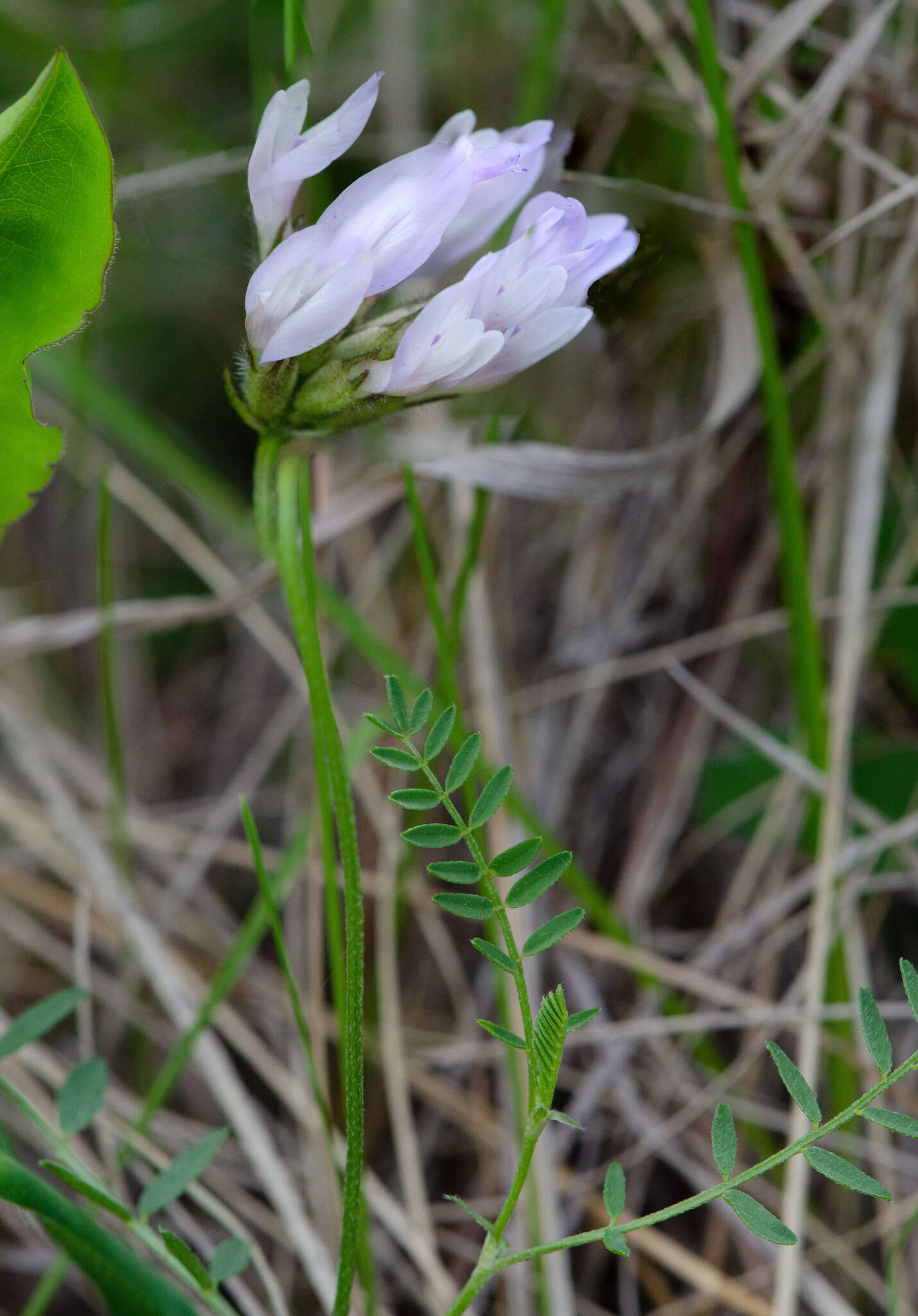 Слика од Astragalus agrestis Douglas ex Hook.