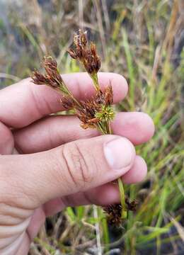 Image of Fragrant Beak Sedge