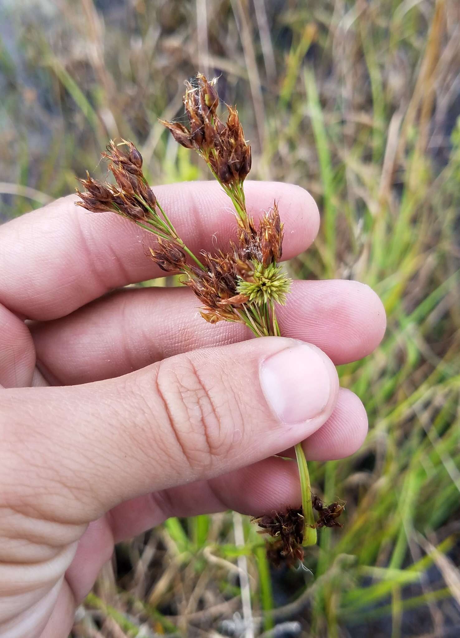 صورة Rhynchospora odorata C. Wright ex Griseb.