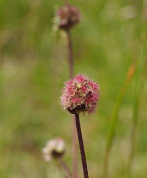 Imagem de Poterium sanguisorba L.