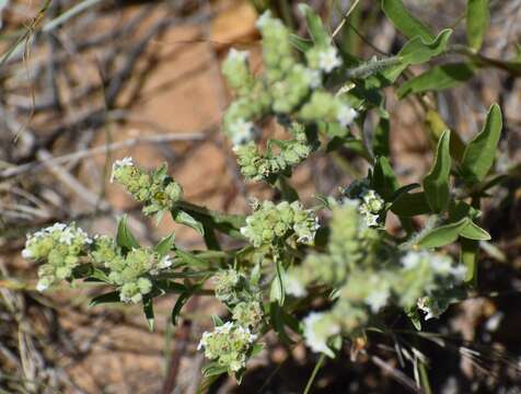 Imagem de Oreocarya suffruticosa (Torr.) Greene