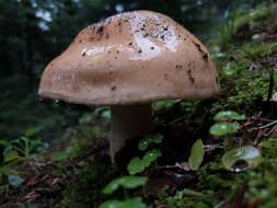 Image of Hygrophorus pudorinus (Fr.) Fr. 1836