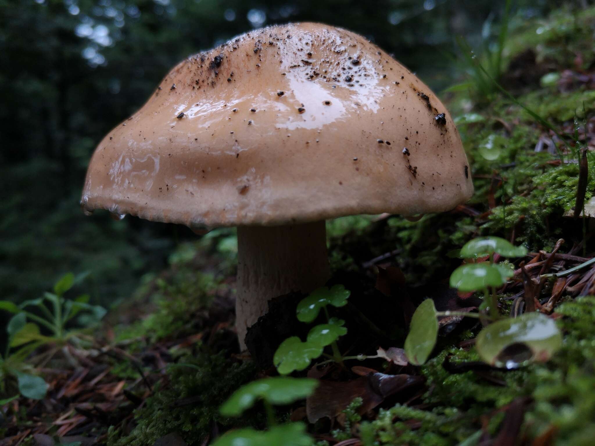 Hygrophorus pudorinus (Fr.) Fr. 1836的圖片