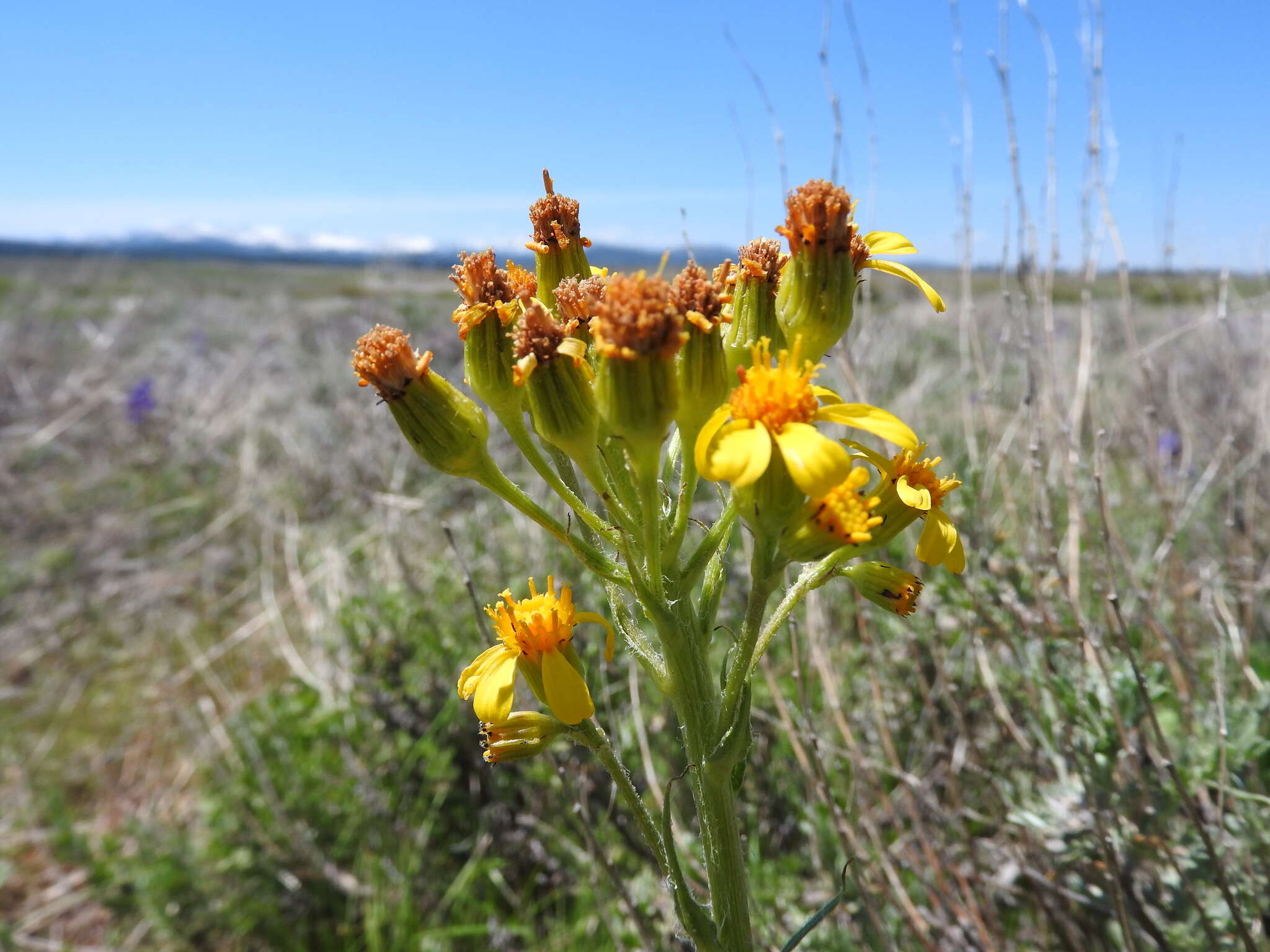 Plancia ëd Senecio integerrimus Nutt.