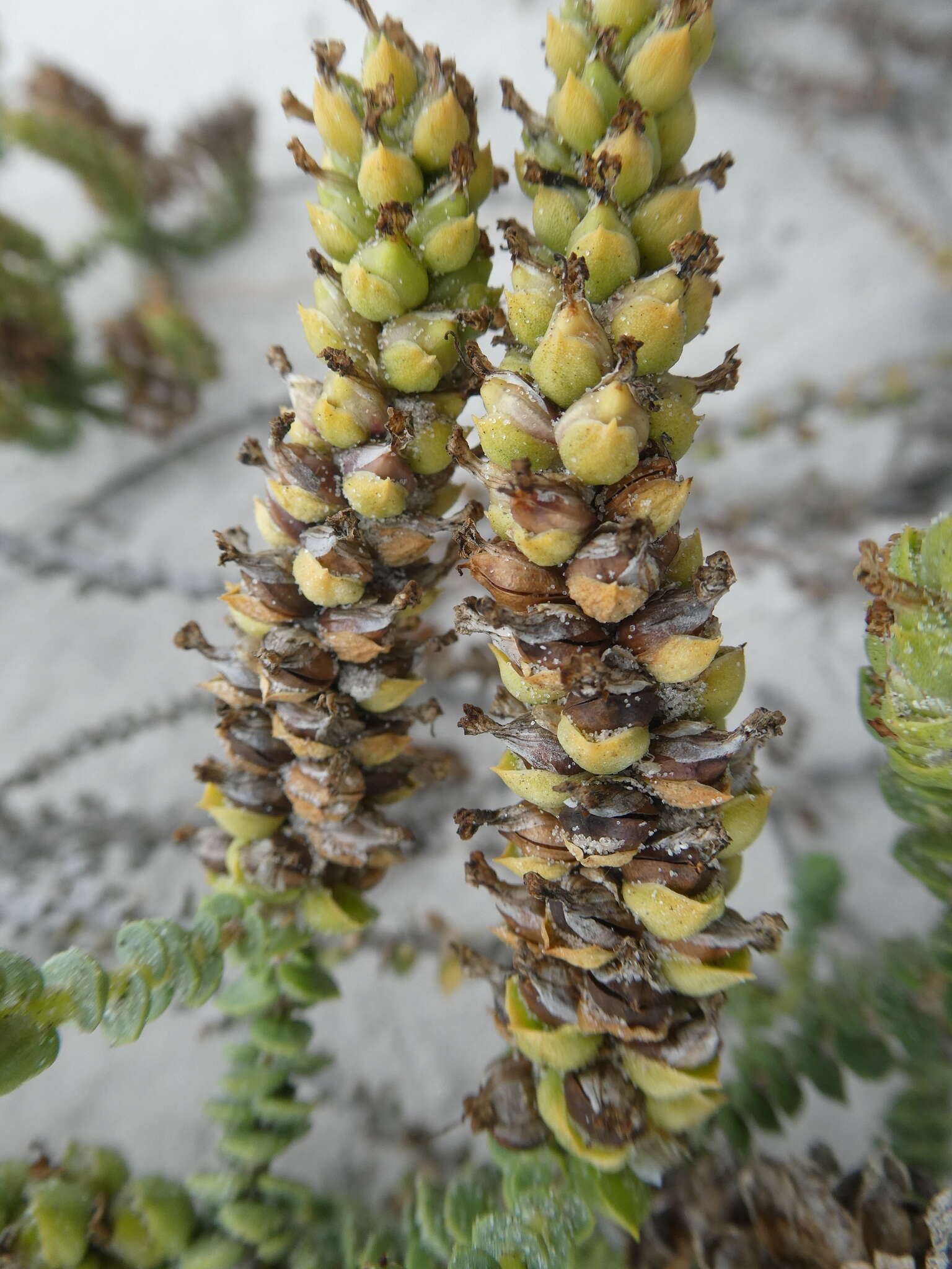 Sivun Hebenstretia cordata L. kuva