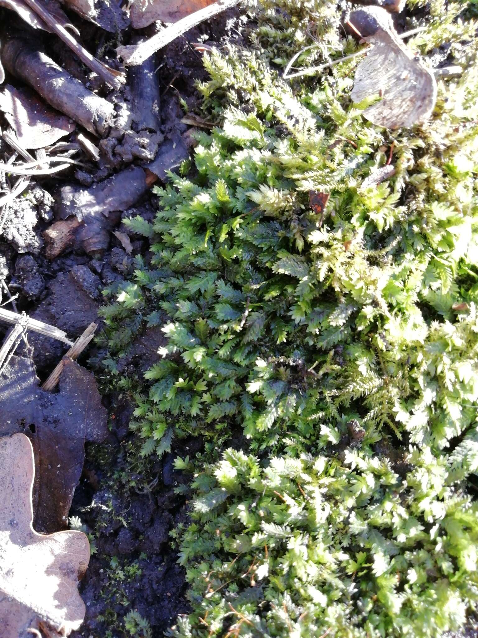 Image of fissidens moss