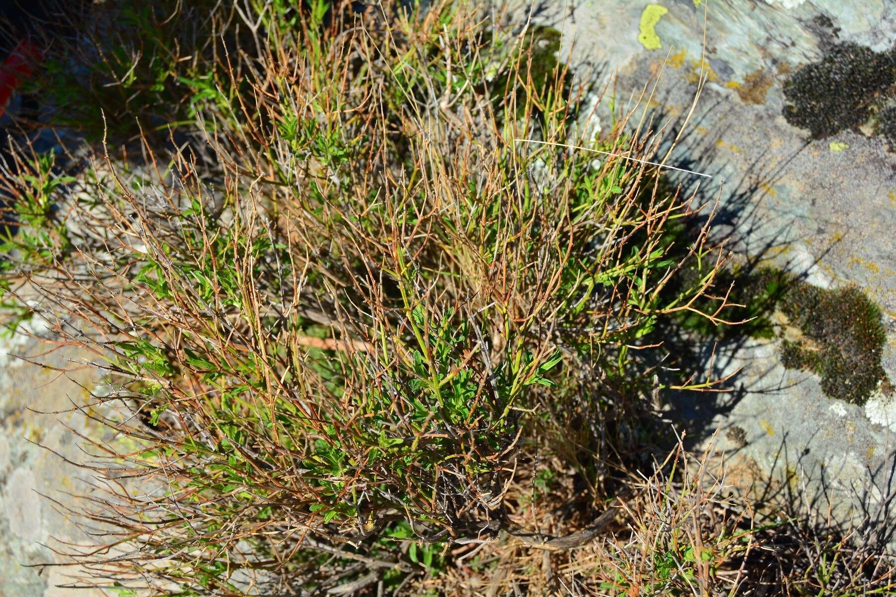 Image de Stachys glutinosa L.