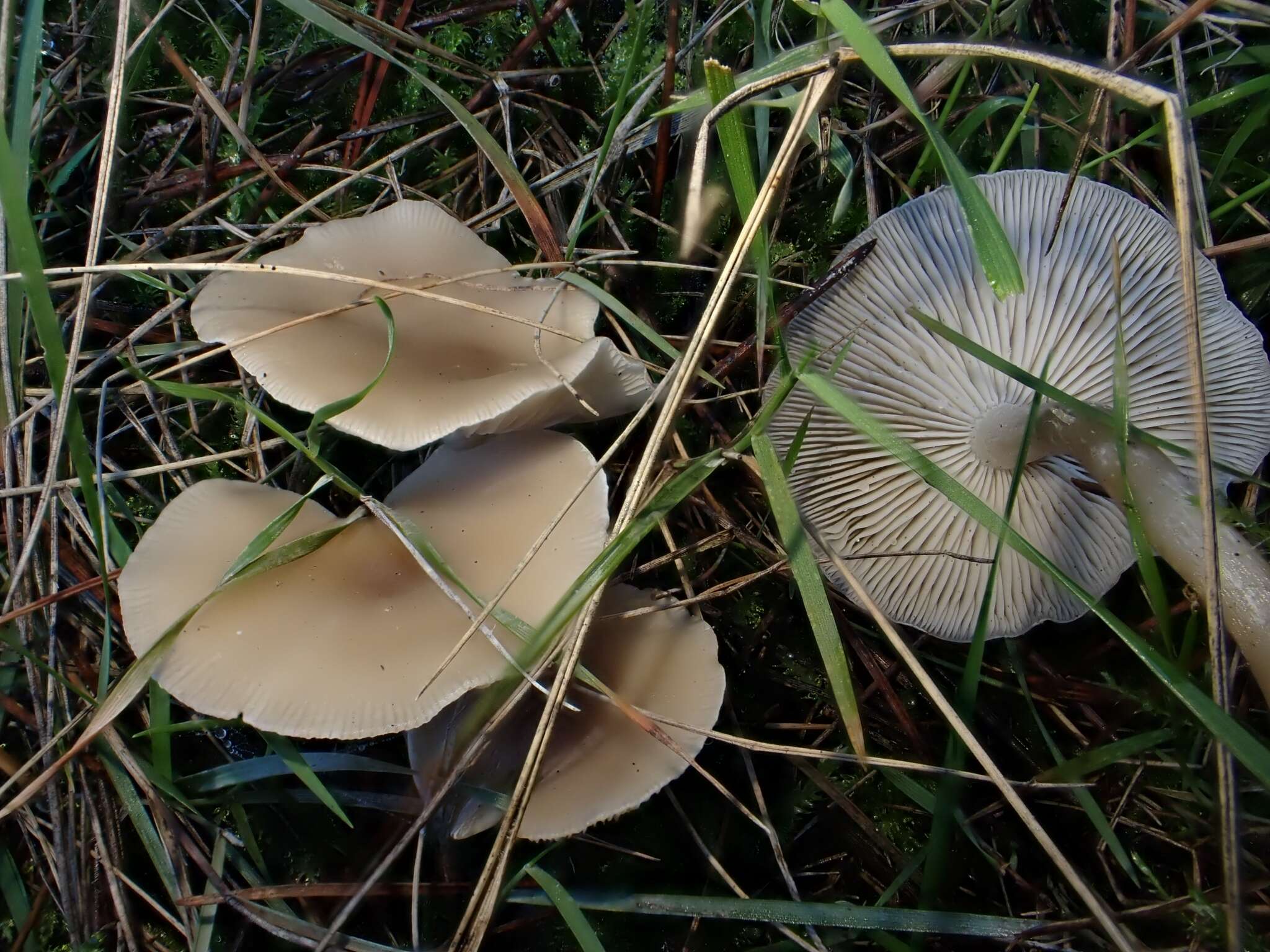 Image of Clitocybe metachroa (Fr.) P. Kumm. 1871