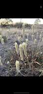 Image of Ptilotus polystachyus (Gaudich.) F. Müll.