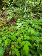 Image of Arizona bugbane