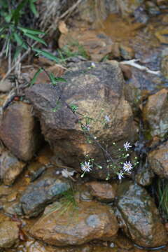 Image of Rhiannon's aster