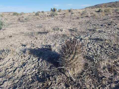 Image of Desert Valley Fishhook Cactus