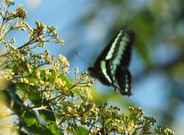 Image of <i>Graphium sarpedon connectens</i>