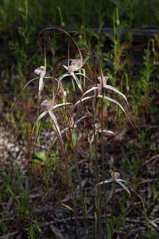 Image of Caladenia nobilis Hopper & A. P. Br.