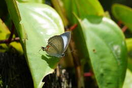 Слика од Hypolycaena alcestis (Grose-Smith 1889)