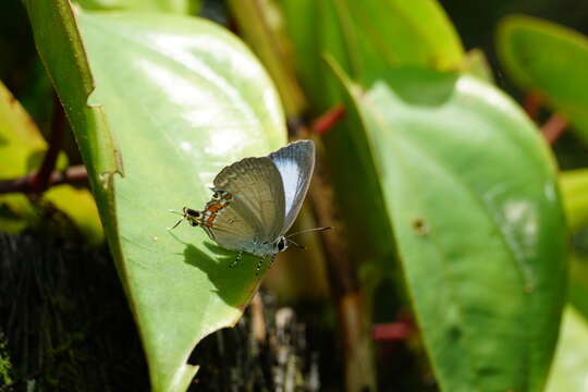 Слика од Hypolycaena alcestis (Grose-Smith 1889)