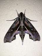 Image of Hemeroplanes ornatus Rothschild 1894