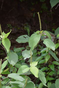 Image de Acalypha cincta Müll. Arg.