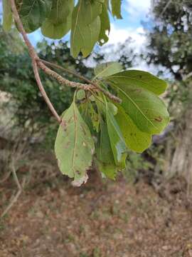 Image of Terminalia porphyrocarpa F. Müll. ex Benth.