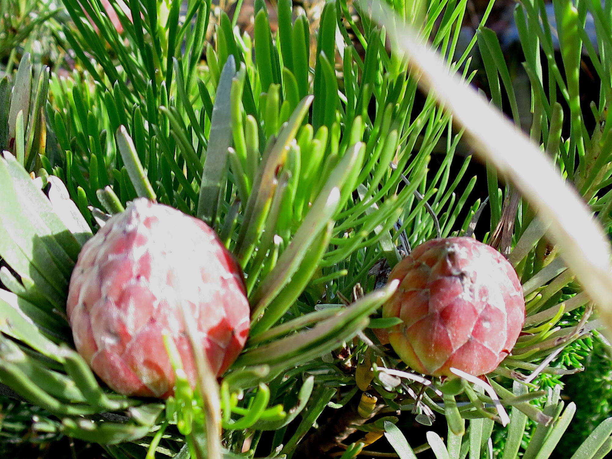 Image of Linear-leaf Conebush