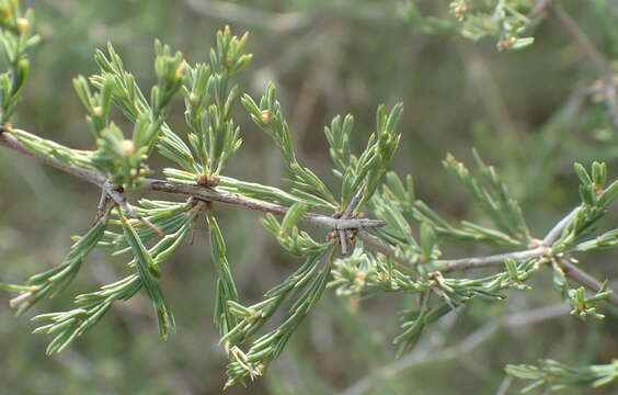 Image of Asparagus capensis var. capensis