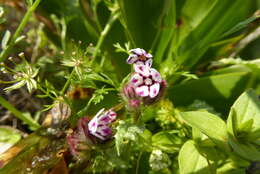 Image de Anchusella variegata (L.) M. Bigazzi, E. Nardi & F. Selvi