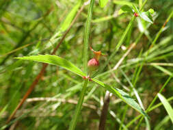 Imagem de Rhexia virginica L.