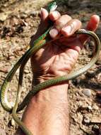 Image of Leptophis coeruleodorsus Oliver 1942