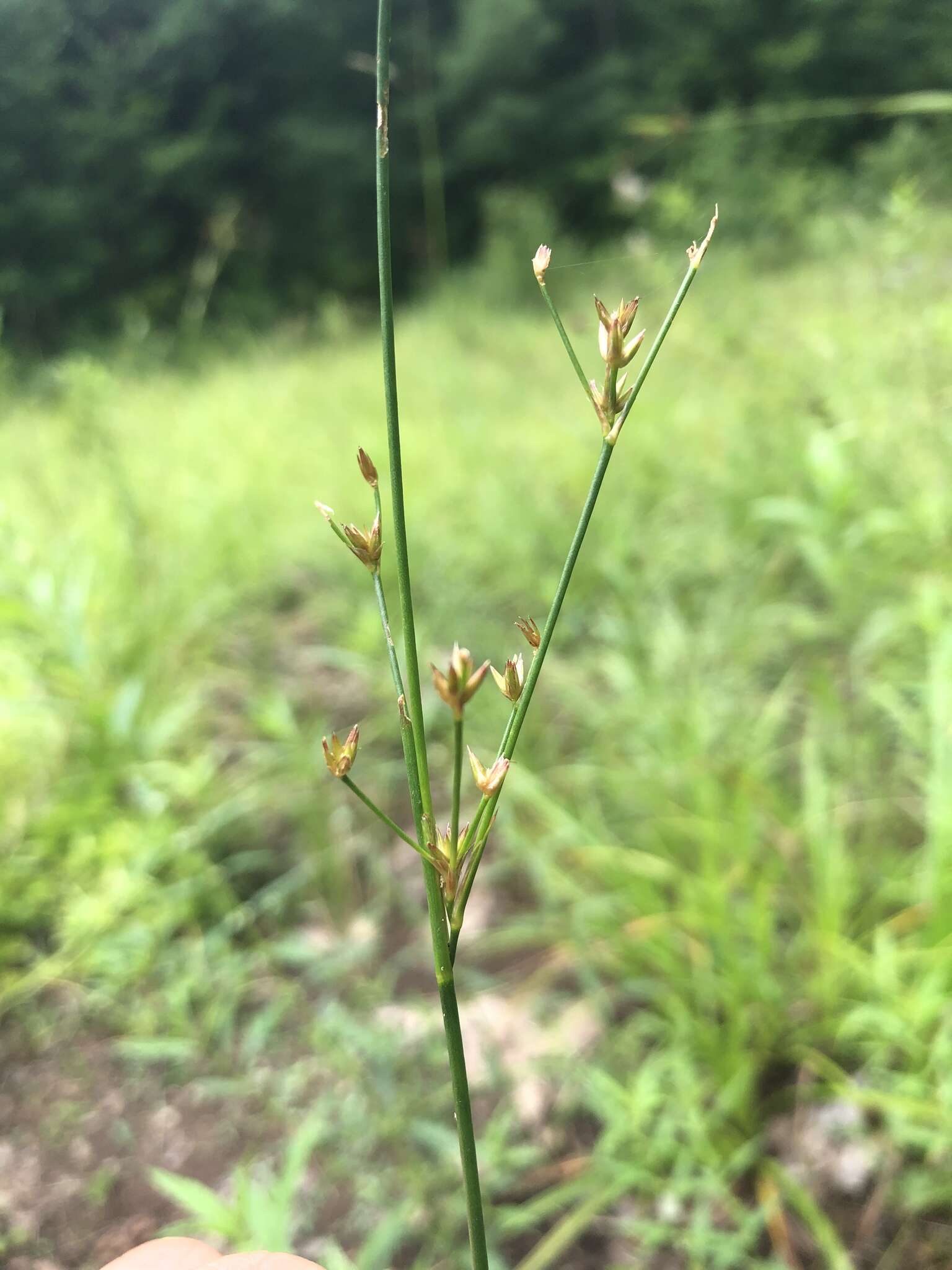 Image of Narrow-Panicle Rush