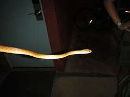 Image of Brown tree snake