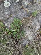 Image de Heuchera soltisii R. A. Folk & P. J. Alexander