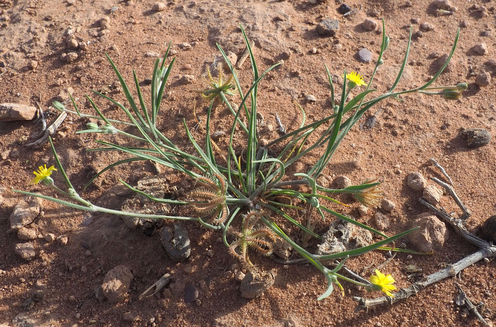 Image de Koelpinia linearis Pall.