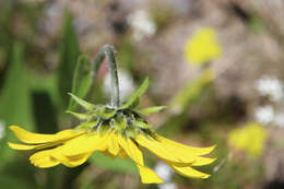 Plancia ëd Helianthella quinquenervis (Hook.) A. Gray